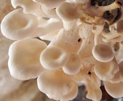 mushrooms