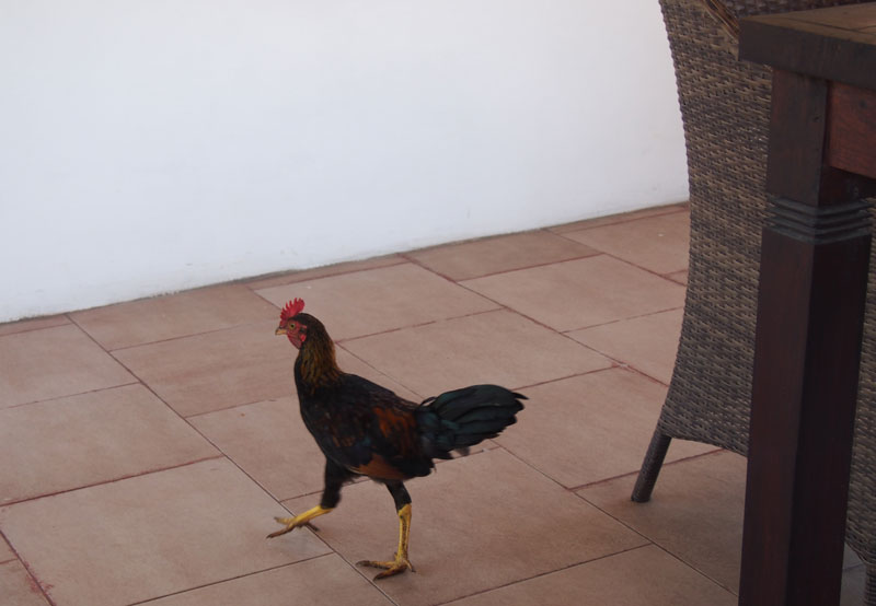 chicken-in-the-restaurant